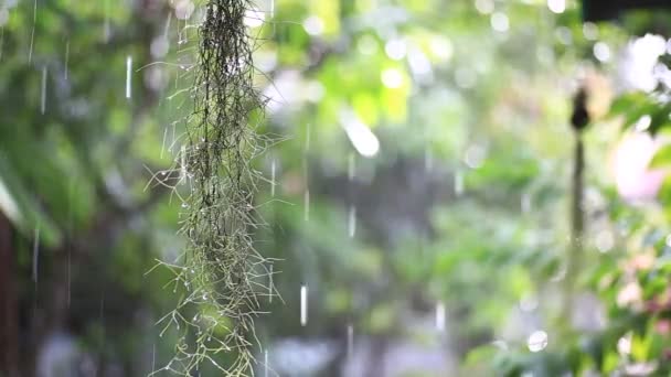 Gotas Lluvia Cayendo Sobre Las Hojas Fondo Natural — Vídeos de Stock