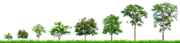 Bäume Tropischen Südostasien Auf Weißem Hintergrund Bäume Auf Weißem Hintergrund — Stockfoto