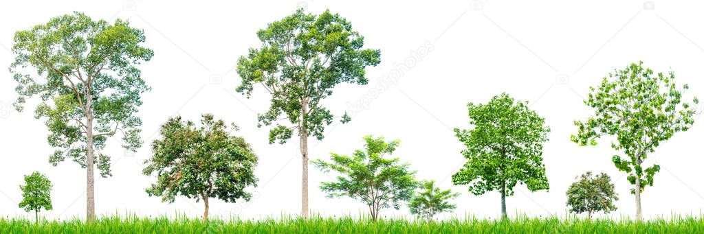 Trees in tropical Southeast Asia on a white background. Trees on a white background for project use.