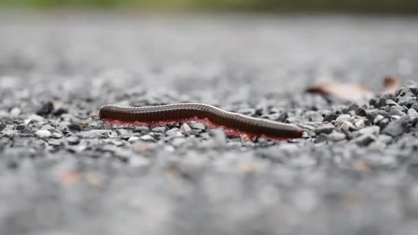 Közel Millipede Család Gerinctelen — Stock videók