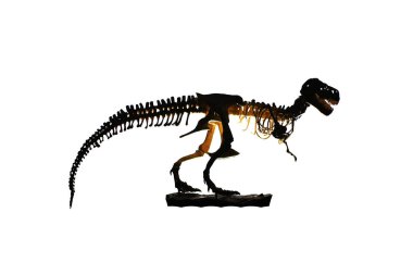 Renkli arkaplanda kırpma yolu olan dinozor iskeleti