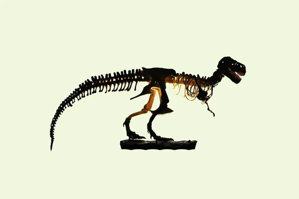 Illustration Of Tyrannosaurus Rex Skeleton A Bipedal Theropod Dinosaur  Standing On One Leg High-Res Vector Graphic - Getty Images