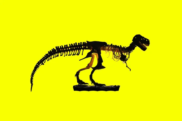 Dinosaur Skeleton Colored Background Clipping Path — Stock Photo, Image