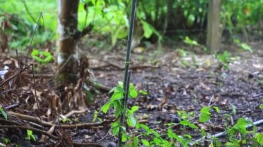 Tarımsal alanlarda su püskürtme sistemleri