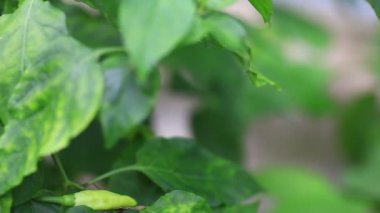 Kırmızı ve yeşil bitkiler tarlada taze biber