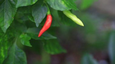 Kırmızı ve yeşil bitkiler tarlada taze biber