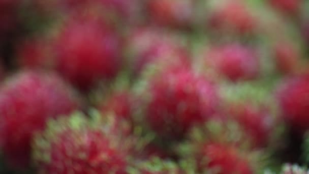 Röda Friska Frukter Rambutans Till Salu Thailand — Stockvideo