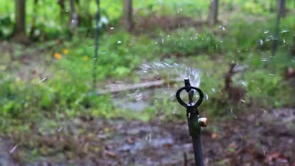 Aspersão Água Sistemas Rega Campos Agrícolas — Vídeo de Stock