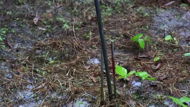 Aspersor Agua Los Sistemas Riego Los Campos Agrícolas — Vídeos de Stock