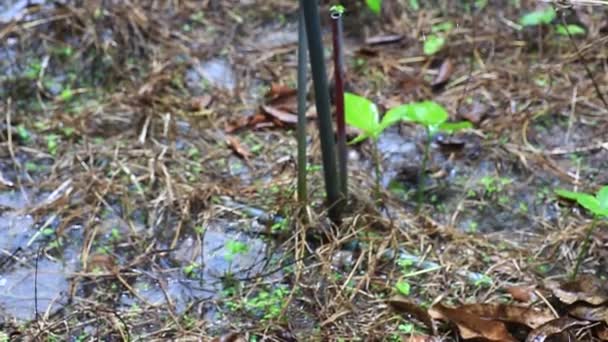 Aspersor Agua Los Sistemas Riego Los Campos Agrícolas — Vídeos de Stock