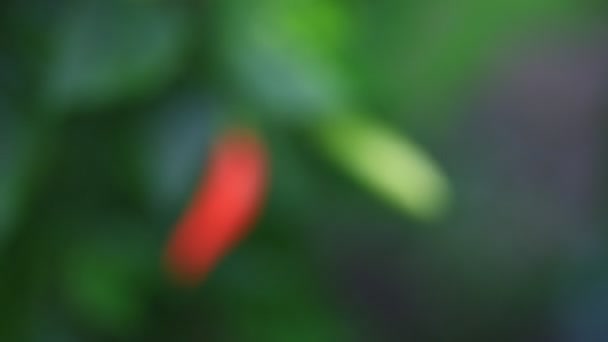 フィールド内の赤と緑の植物に新鮮なピーマン — ストック動画