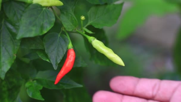 Pimientos Frescos Plantas Rojas Verdes Campo — Vídeo de stock