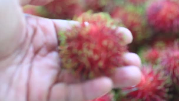 Tayland Satılık Kırmızı Sağlıklı Meyveli Rambutanlar — Stok video