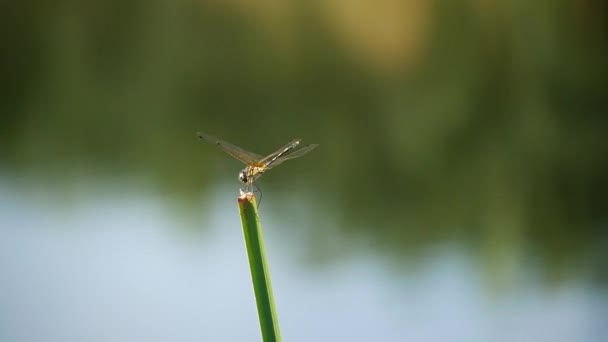 Dragonfly Green Plant Nature Background — Stock Video