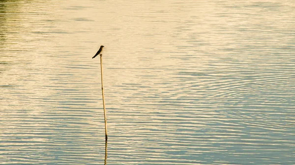 Piękny Widok Jezioro Ptak Siedzi Patyku — Zdjęcie stockowe