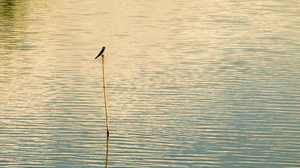 Bella Vista Sul Lago Uccello Seduto Bastone — Foto Stock