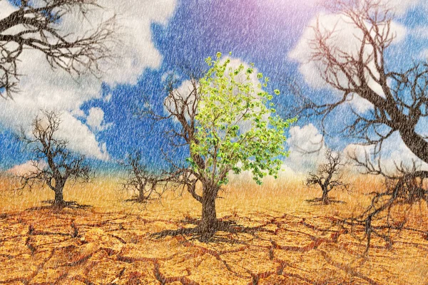 乾燥した土地で雨が降り 緑の葉で生き残る木があります 干ばつと地球温暖化の概念 — ストック写真