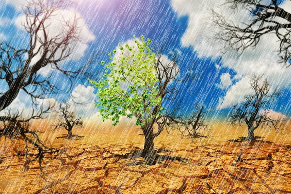 Raining in the arid land, there are trees that survive with green leaves. Concept of drought and global warming