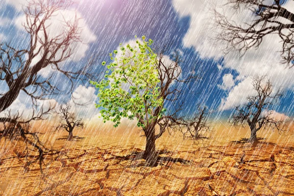 Llueve Tierra Árida Hay Árboles Que Sobreviven Con Hojas Verdes — Foto de Stock