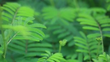 Hassas bitki, uykulu bitki ya da bana dokunma bitkisi, aynı zamanda iki yıllık bitki olarak da bilinir.