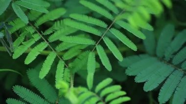 Hassas bitki, uykulu bitki ya da bana dokunma bitkisi, aynı zamanda iki yıllık bitki olarak da bilinir.