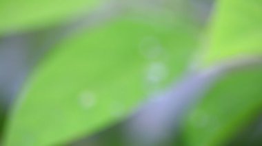 Tarımsal alanlardaki yeşil kahve yapraklarını kapatın.