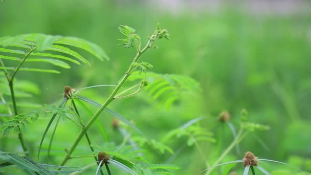 Planta Sensible Planta Somnolienta Touch También Conocido Como Planta Bienal — Vídeos de Stock