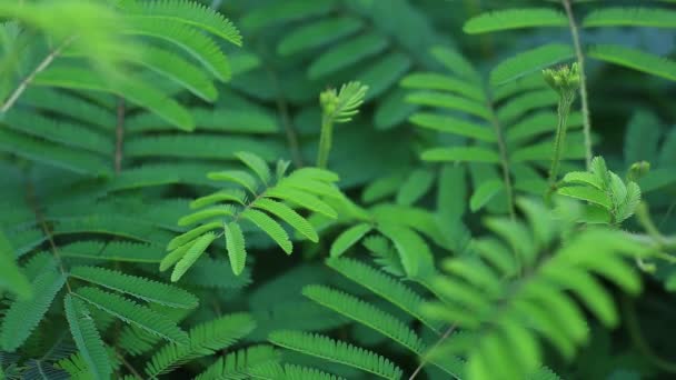 Planta Sensible Planta Somnolienta Touch También Conocido Como Planta Bienal — Vídeos de Stock