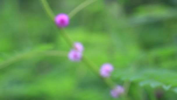 Primer Plano Hermosas Flores Coloridas Aire Libre — Vídeos de Stock