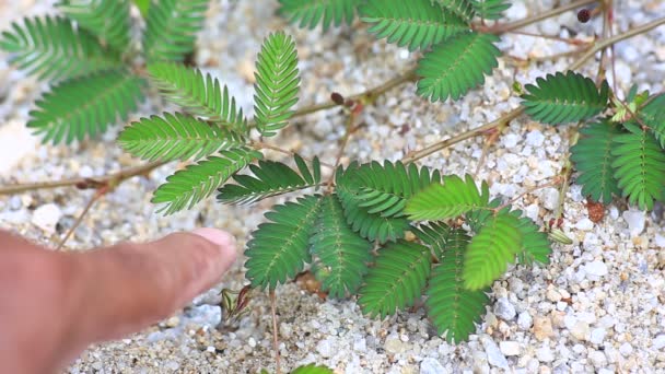 Planta Sensible Planta Somnolienta Touch También Conocido Como Planta Bienal — Vídeo de stock