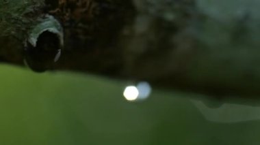 Doğa arka planında güzel bir ağaç, kapat