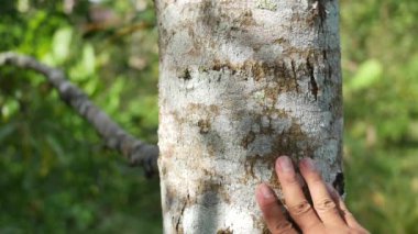 Güzel ağaç ve el doğa arka planında, yakın plan