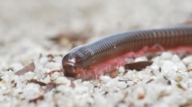 Kırkayaklara yakın, omurgasızlar ailesi 