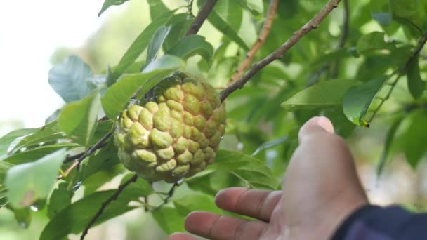 Farmer Checking Custard Fruit Fields — Stock video