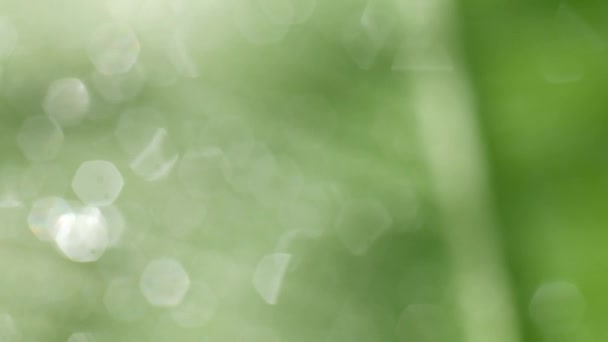 Краплі Води Зеленому Листі Флорі Листі — стокове відео