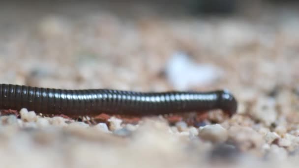 Primer Plano Milpiés Familia Invertebrados — Vídeos de Stock