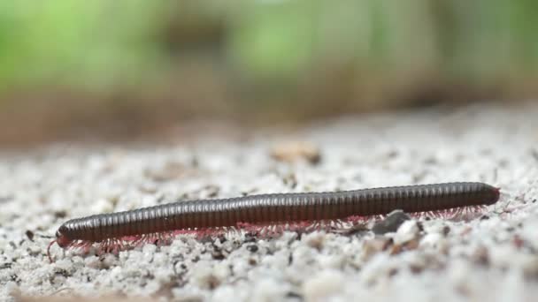 Primer Plano Milpiés Familia Invertebrados — Vídeo de stock