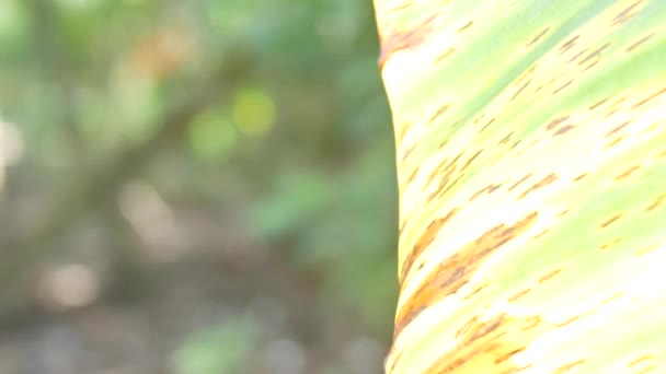 自然背景的视频 自然界中的叶子图案闪烁着光芒 — 图库视频影像