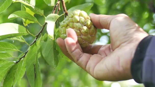 Agricultor Verificando Natillas Los Campos — Vídeo de stock