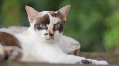 Kısa saçlı oyuncu kedi dışarıda dinleniyor. 