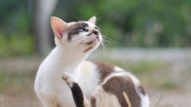 Kısa saçlı oyuncu kedi dışarıda dinleniyor. 