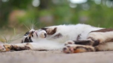 Kısa saçlı oyuncu kedi dışarıda dinleniyor. 