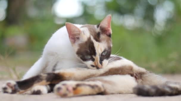 Kurzhaarige Verspielte Katze Entspannt Sich Freien — Stockvideo