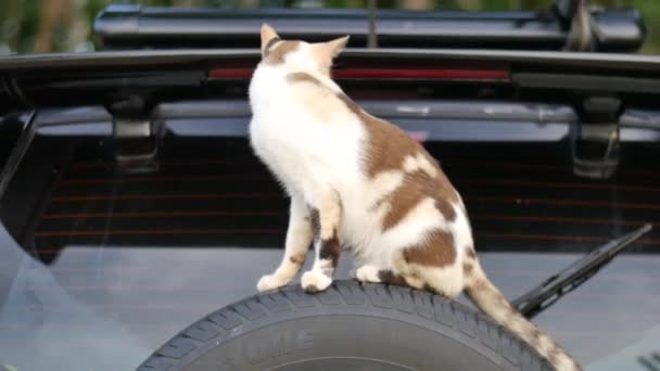 Short Haired Playful Cat Relaxing Outdoors — Stock Video