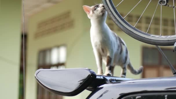 Short Haired Playful Cat Relaxing Outdoors — Stock Video