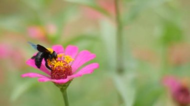 Tarladaki güzel pembe çiçekleri kapatın.