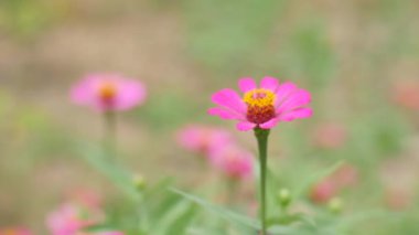 Tarladaki güzel pembe çiçekleri kapatın.