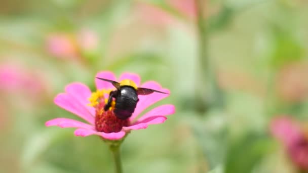 Primer Plano Hermosas Flores Rosadas Campo — Vídeos de Stock