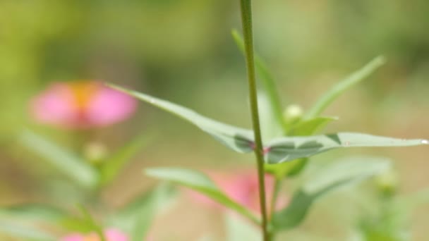 Close Van Mooie Roze Bloemen Het Veld — Stockvideo