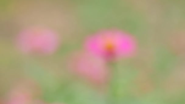 Κοντινό Πλάνο Των Όμορφων Ροζ Λουλουδιών Στον Τομέα — Αρχείο Βίντεο